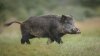 Toxic-wild-boar-meat-may-have-hospitalised-family_wrbm_large.jpg
